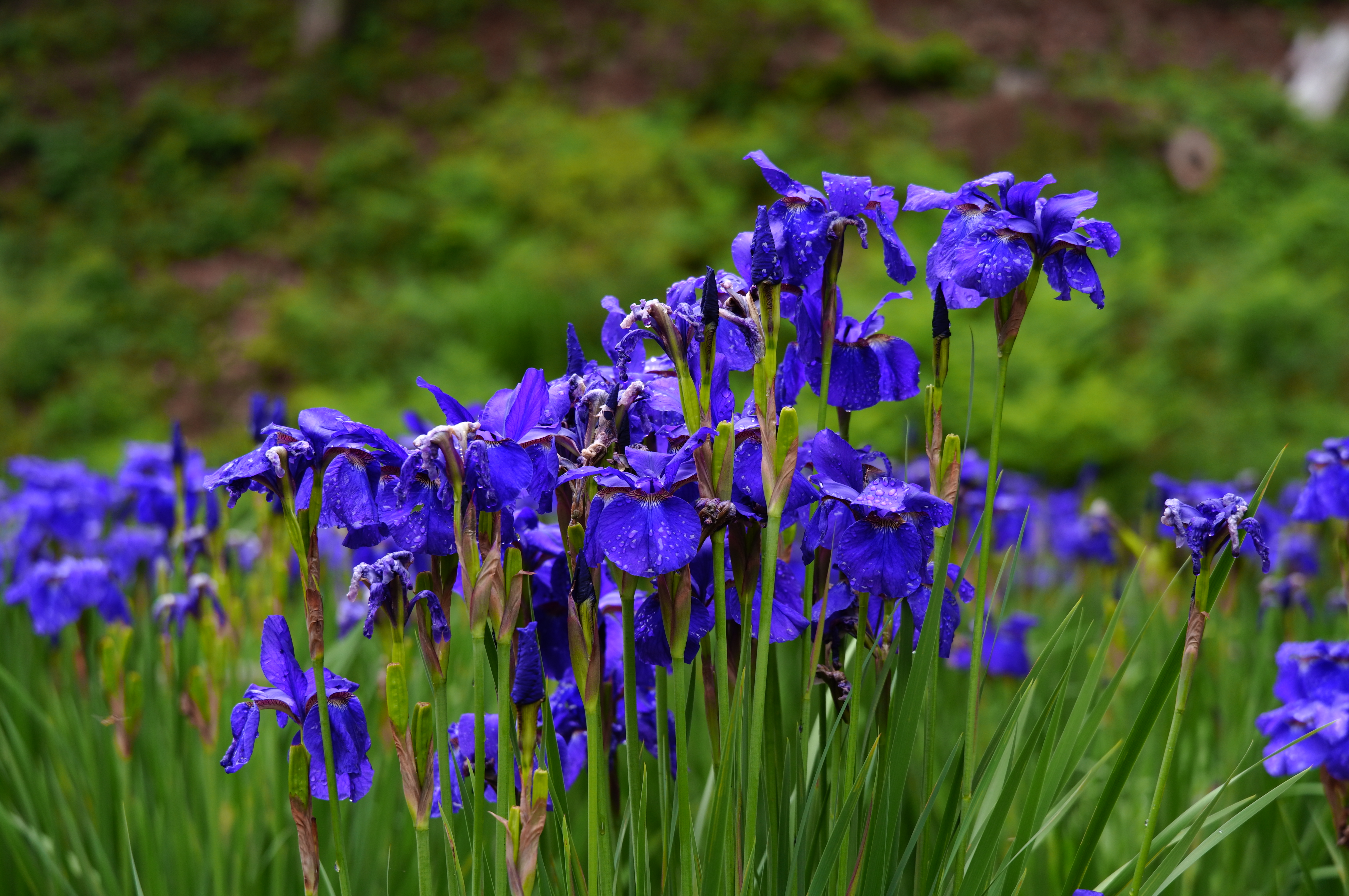 Photo 11 from Flower