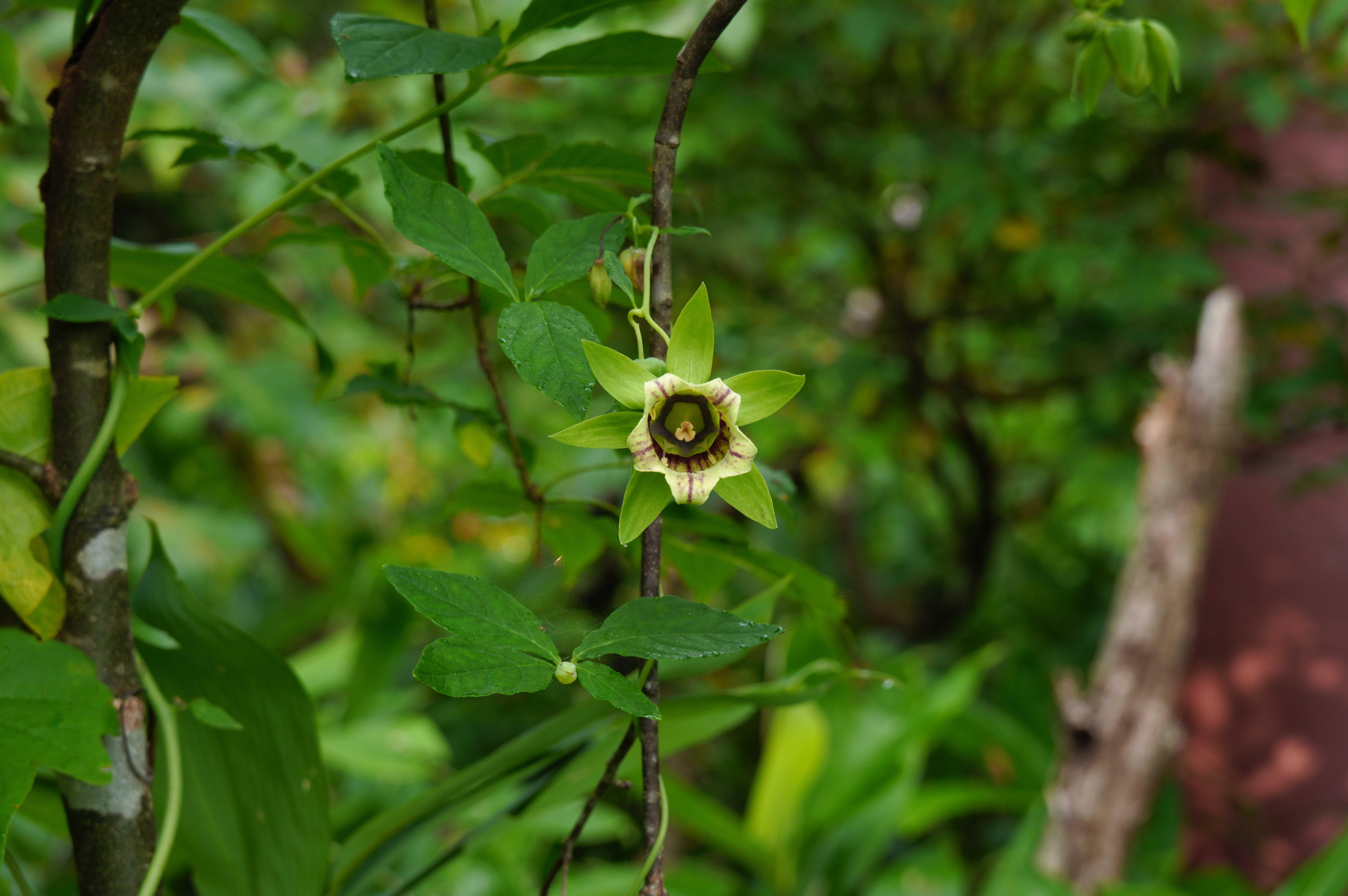 Photo 12 from Flower