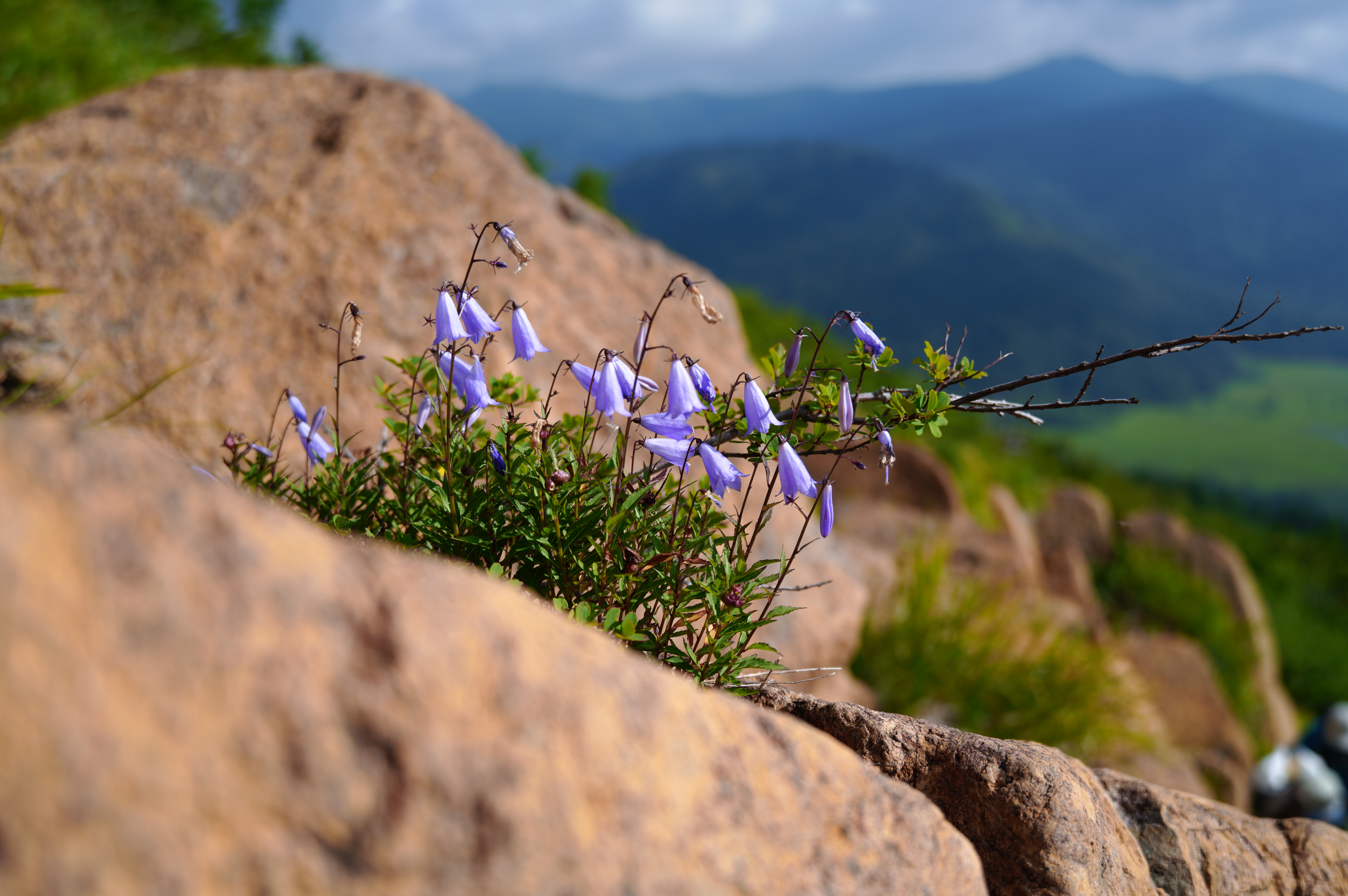 Photo 13 from Flower