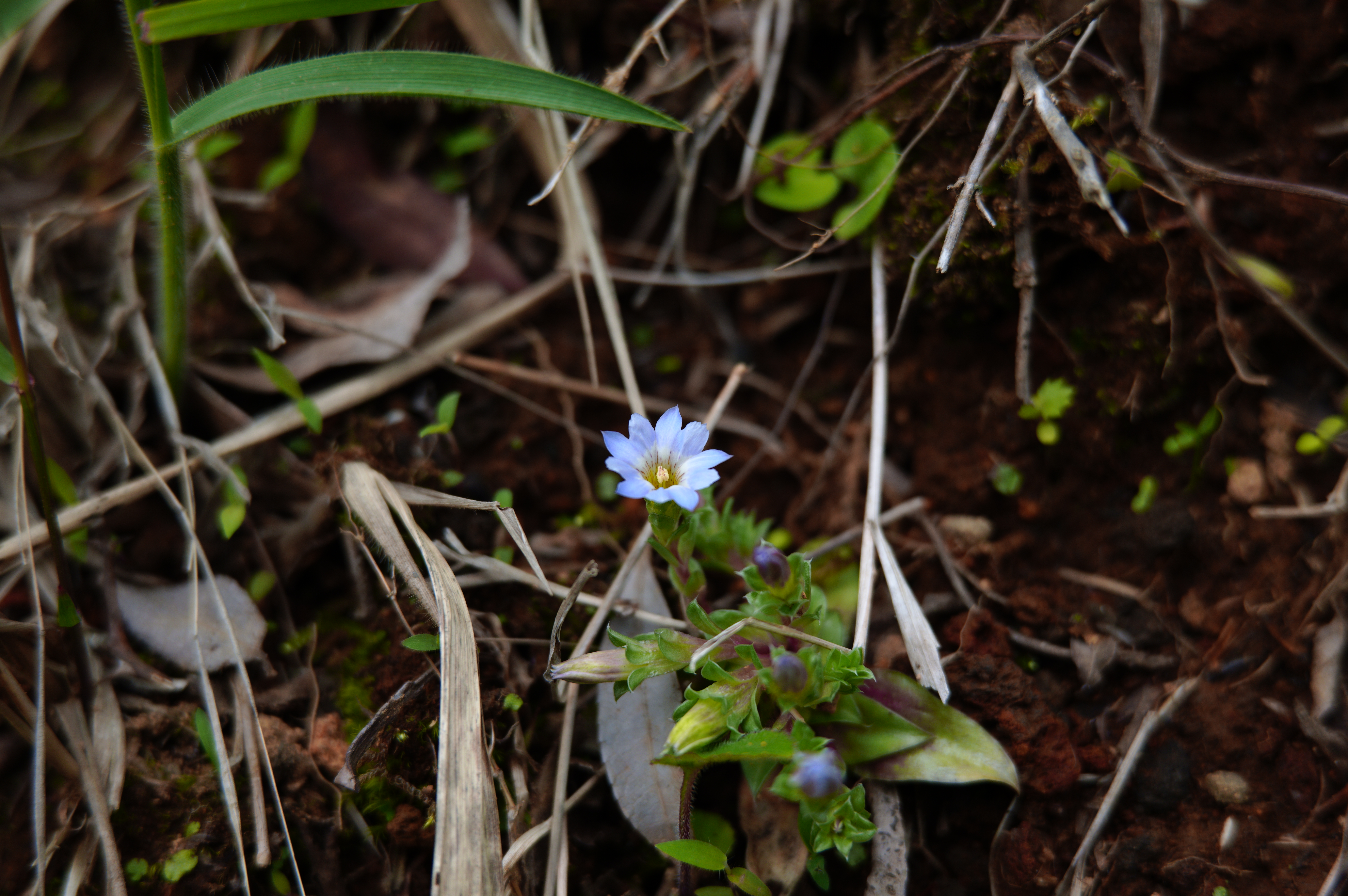 Photo 7 from Flower