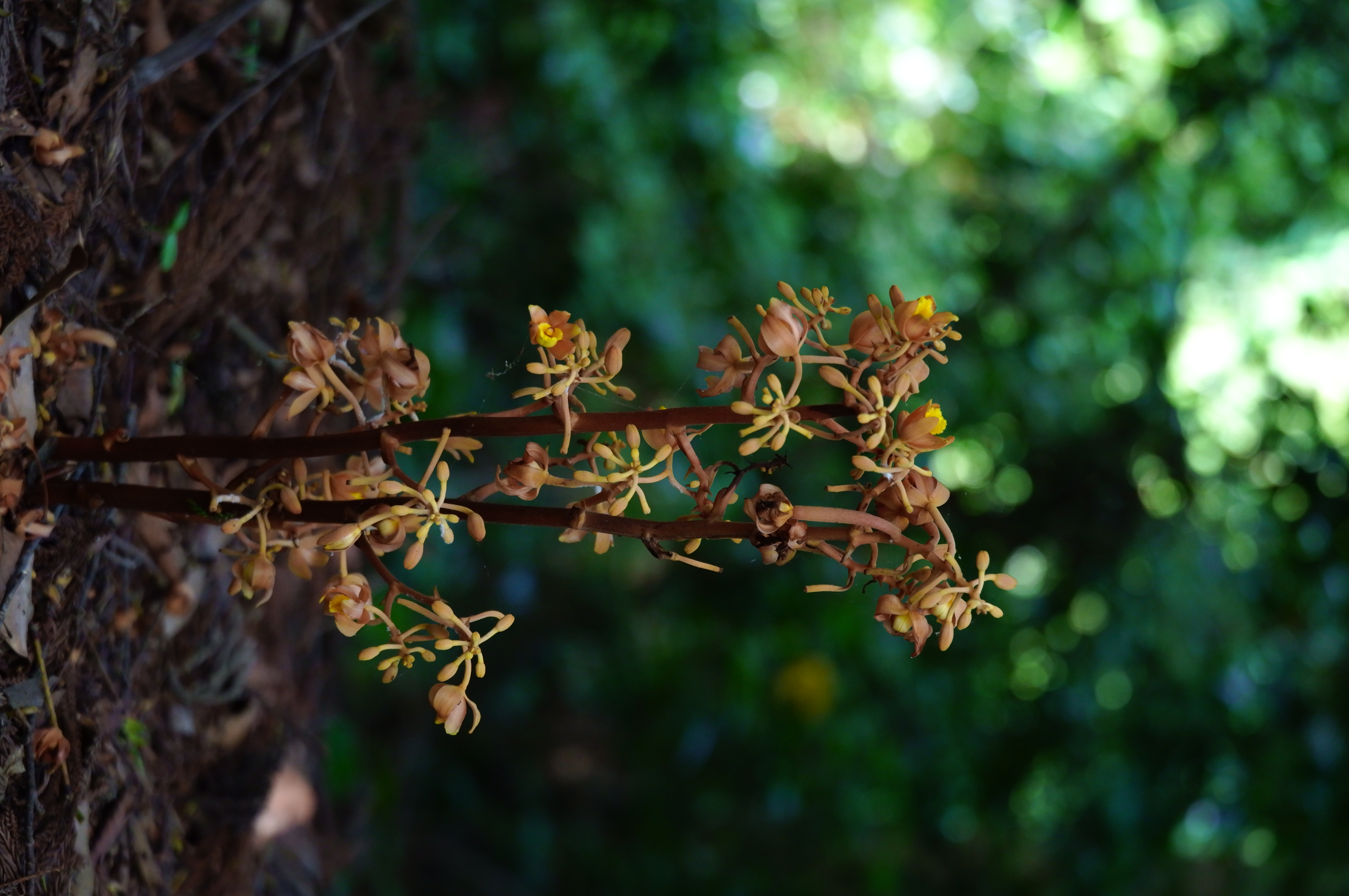 Photo 9 from Flower