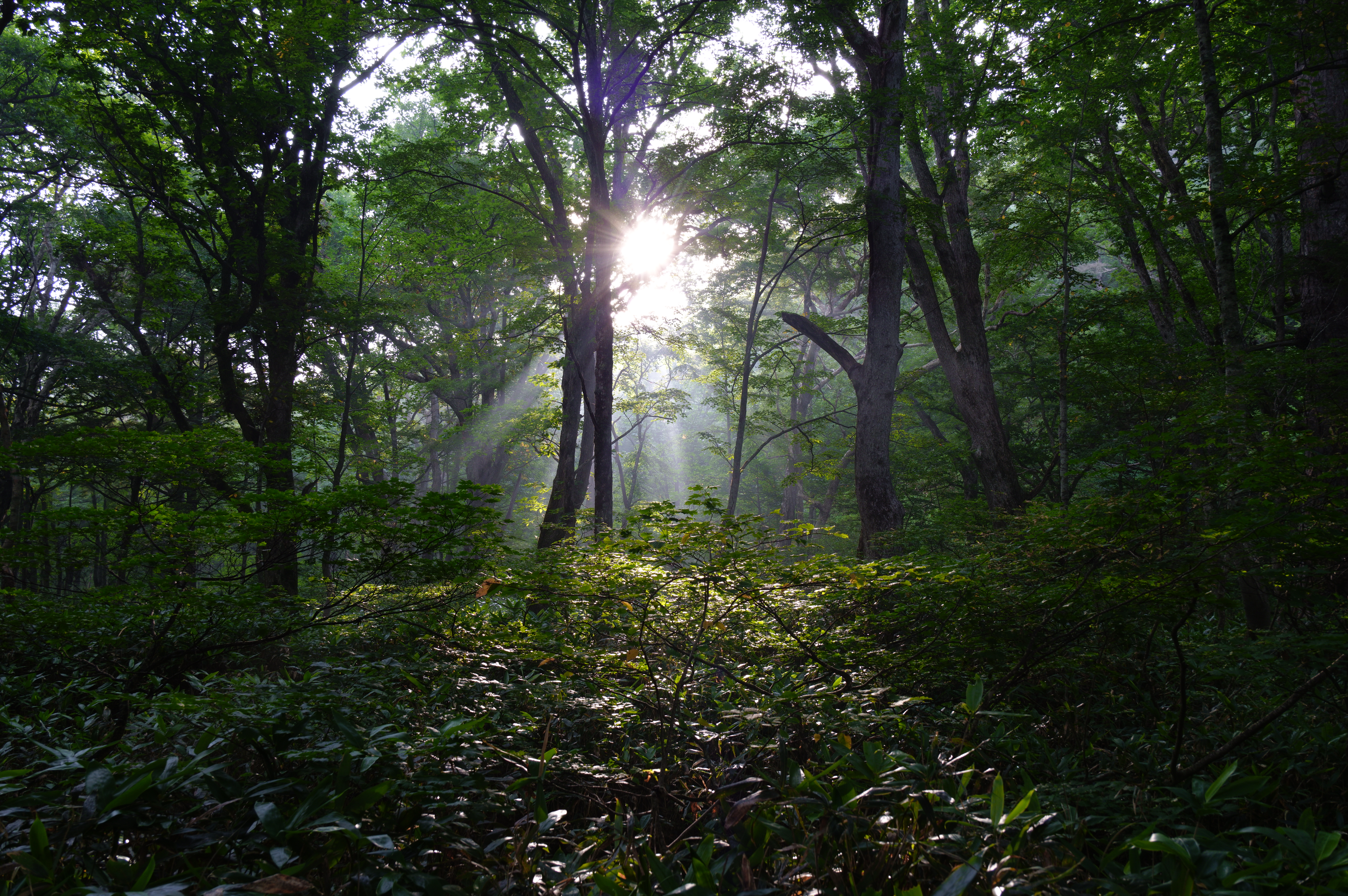 Photo 11 from Scenery